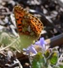 Pearl Bordered Fritillary