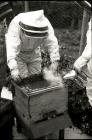 Examining beehives, Bontgoch 2015