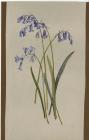 Bluebells by Lady de Winton