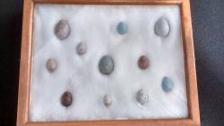 Egg collection