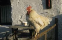 Skokholm - A white cockerel perched on the...