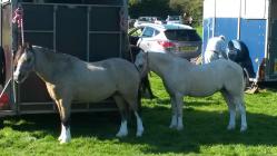 Horses at Nantmel show 2015