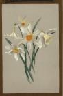 Narcissi by Lady de Winton