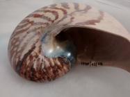 Nautilus Shell