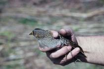 Skokholm - Spotted Crake - in the hand (02) 6/5...