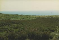 Creeping thistle opposite the Sugarloaf in 1990