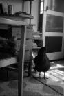 Skokholm – Wardens’ Office with hens -1983