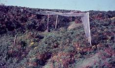 Skokholm - Heligoland Trap - 1960s Image3