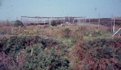 Skokholm - The Well Heligoland Trap in the 1960s