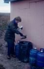 Skokholm - Manx Shearwater corpse being placed...