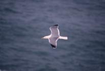 Skokholm - Lesser Black-backed x Herring Gull...