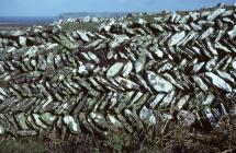 Skokholm stone wall