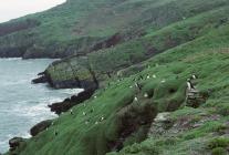 Skokholm Puffins