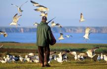Gull Feeding Frenzy – Skokholm Island - 1997