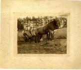 Harvesting during the 1880s