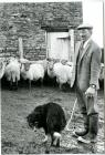 Farmer with sheep and sheep dog