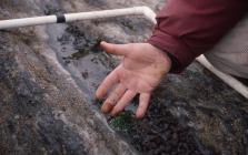 Oil on the rocks at West Angle Bay,...