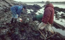 Surveying limpets at West Angle Bay,...