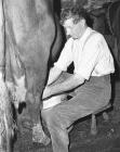 Milking at Tyddyn Tegid, Rhyduchaf, Bala.