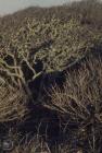 Llantwit Major: Plant/tree & Lichen