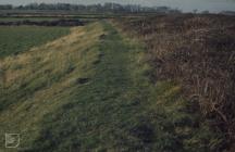 Llantwit Major: History/Archaeology & Plant/tree