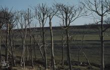 Dunraven, Southerndown: Landscape & Plant/tree