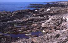 Bardsey Island: Geology & Seaweed/Algae