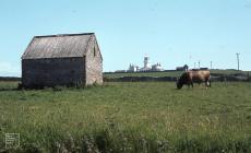 Caldey Island: Mammal