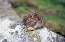 Ramsey Island: Mammal & History/Archaeology