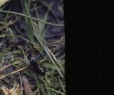 Pysgodlyn Mawr, Hensol Forest: Amphibian