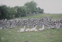 Penderyn: bird & Landscape