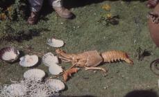 Skomer Island: Crustacean & Seaweed/Algae