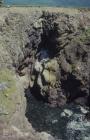 Ramsey Island: Geology