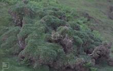 Ramsey Island: Plant/tree