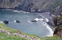 Ramsey Island: bird & Landscape