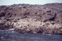 Skomer Island: Seaweed/Algae & Landscape