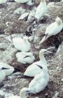 Grassholm: Bird & Landscape