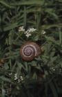 Skokholm Island: Mollusca & Plant/tree