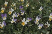 Skokholm Island: Invertebrate & Plant/tree