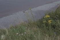 Penarth, Vale of Glamorgan: Plant/tree & Ragwort