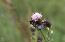 Cosmeston Lakes: Invertebrate & Lepidoptera