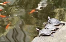 Roath Park, Cardiff: Reptile