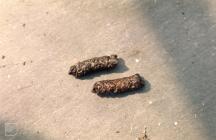 Nant Wern Ddu: Invertebrate & water