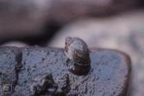 Neuadd Reservoir, Brecon Beacons : Invertebrate