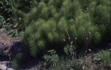 River Ely, Penarth: Plant/tree