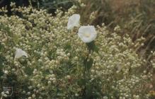 Cardiff Docks, Cardiff: Plant/tree & Calystegia