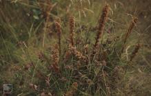 Cardiff Docks, Cardiff: Plant/tree & Red clover