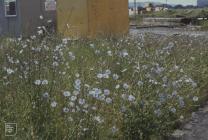 Cardiff Docks, Cardiff: Plant/tree & Industry