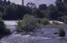 Llandaff, Cardiff: Water & Plant/tree
