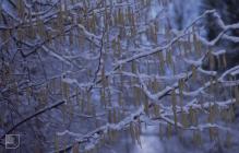 Gwaelod-y-Garth: Plant/tree & Ice/Snow